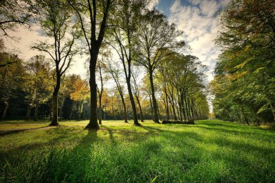 fietzfotos-trees-3076834_1920.jpg