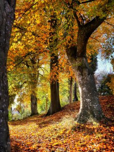 fietzfotos-fall-8404115_1920.jpg