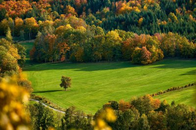 glavo-field-5932123_1920.jpg