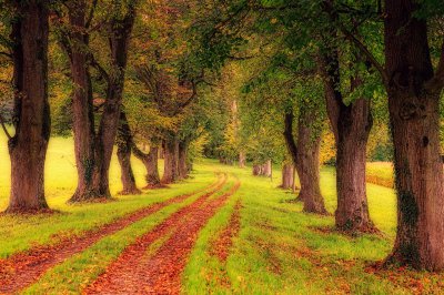 jplenio-tree-lined-path-3163913_1920.jpg