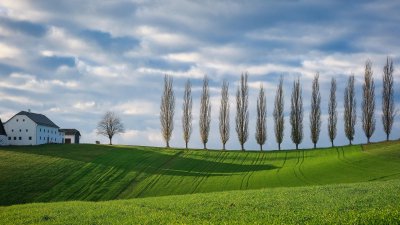 shogun-trees-8458466_1920.jpg