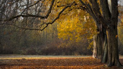 peggychoucair-trees-6855857_1920.jpg