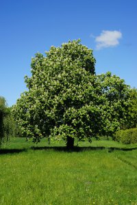 kapa65-chestnut-tree-5138962_1920.jpg