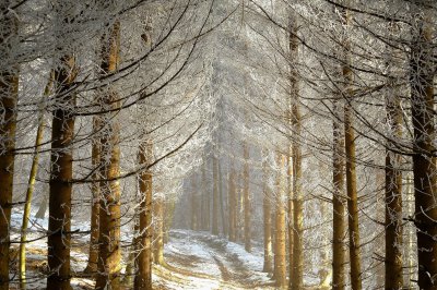shogun-nature-7897683_1920.jpg