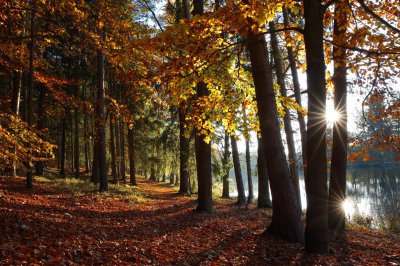 kodl68-autumn-9251331_1920.jpg