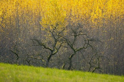 shogun-trees-8458467_1920.jpg