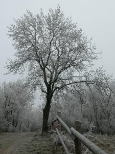 vikino-winter-4779061_1920.jpg